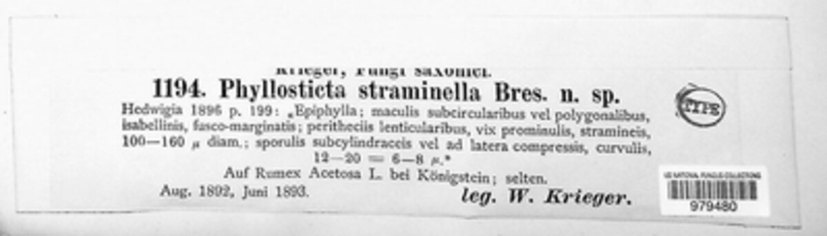 Phyllosticta straminella image